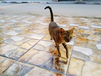 High angle portrait of cat on footpath by water