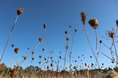 Low angle view of flowering plants against sky