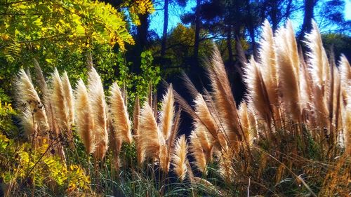 Close-up of grass against sky