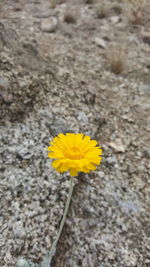 Close-up of yellow flowers