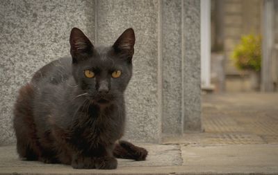 Portrait of cat sitting outdoors