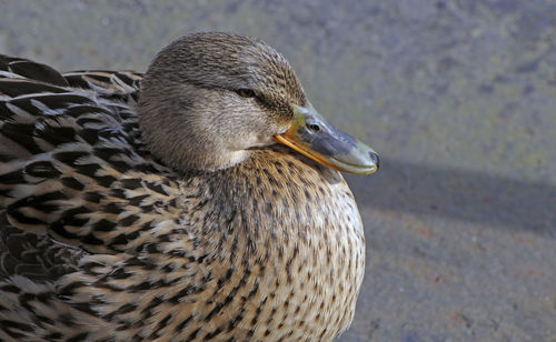 Close-up of a duck