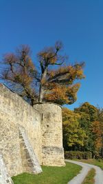 Low angle view of tree against sky