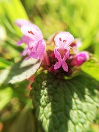 Close-up of pink flowering plant