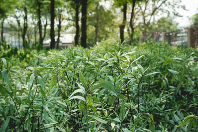 Close-up of fresh green plants