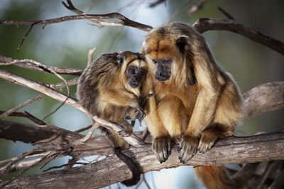 Monkey sitting on branch