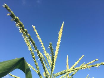Low angle view of stalks against blue sky