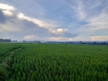 Scenic view of agricultural field against sky