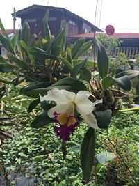 Low angle view of flowers