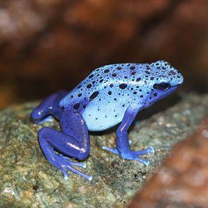 Close-up of a reptile on rock