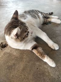 High angle view of cat sleeping