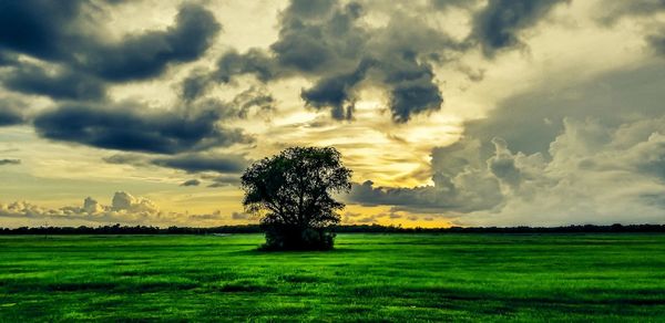 Trees on field against sky