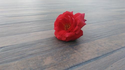 Close-up of red flower