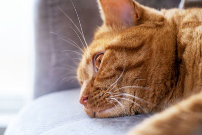 Close-up of an adult young cute tabby red cat lies with open eyes on the sofa in the room.