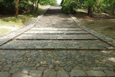 Footpath amidst trees
