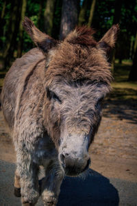 Close-up of an animal