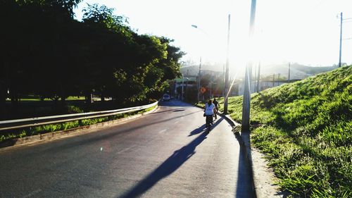 Road along trees