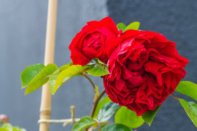 Close-up of red rose on plant