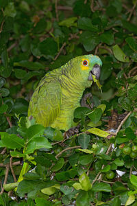 Close-up of blue-fronted amazon perching on plant