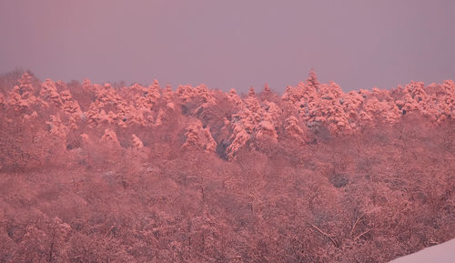 Low angle view of trees against clear sky