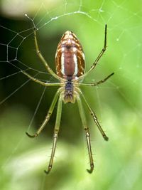Close-up of spider on web