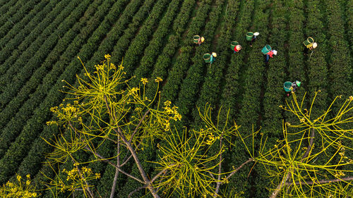 Low angle view of trees in forest