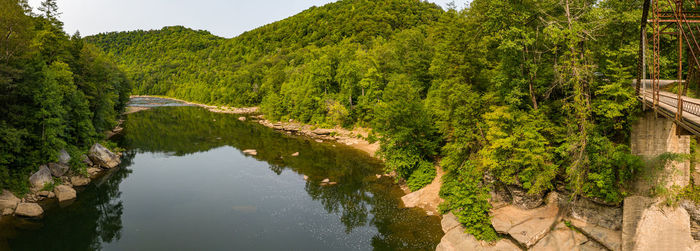 Scenic view of river amidst trees in forest