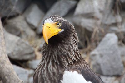 Close-up of eagle