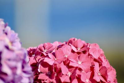 Close-up of pink flowering plant