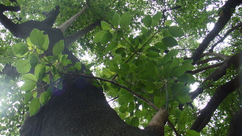 Low angle view of tree