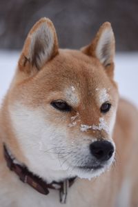 Close-up portrait of dog during winter