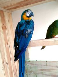 Close-up of blue parrot perching on wood