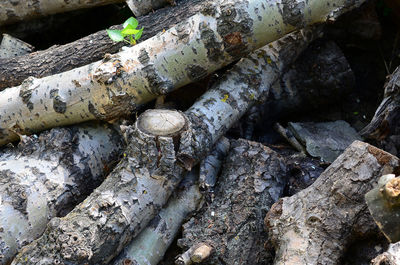 Full frame shot of rocks in forest