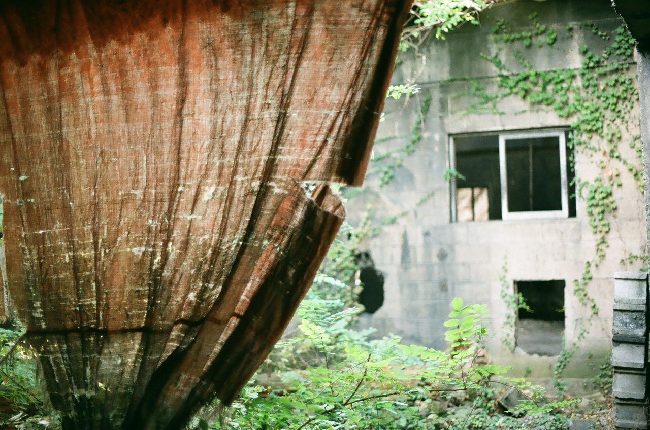 architecture, built structure, building exterior, abandoned, window, house, old, damaged, weathered, obsolete, run-down, deterioration, door, plant, bad condition, residential structure, building, day, wall - building feature, growth