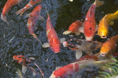 High angle view of koi carps swimming in lake