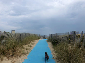 Rear view of dog on beach against sky