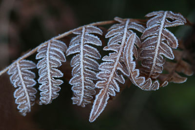 Close-up of frozen leaves during winter