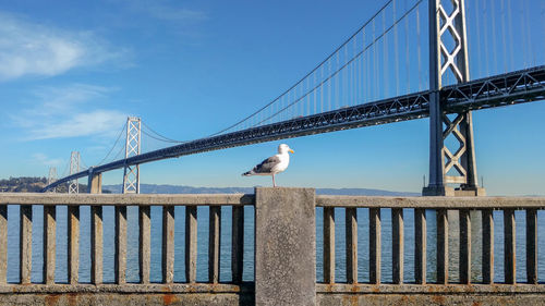 Seagull perching on railing against bridge