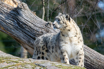 Snow leopard 