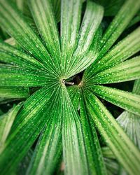 Full frame shot of green leaf