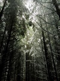 Low angle view of bare trees in forest