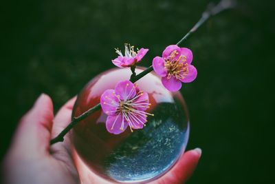 Close-up of hand holding pink flower