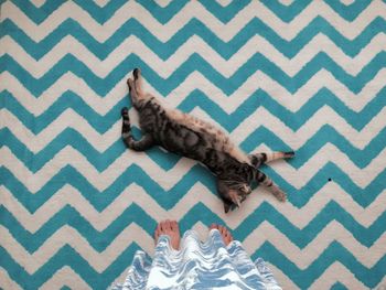 High angle view of cat sitting on carpet