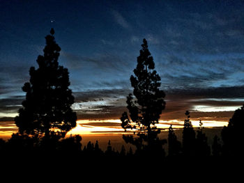 Silhouette of trees at sunset