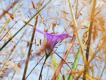 Close-up of purple crocus flowers