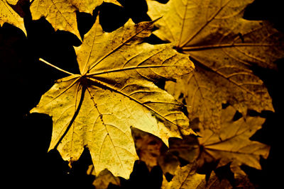 Close-up of maple leaf