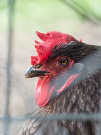 Close-up of a bird