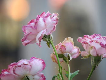 Close-up of pink roses