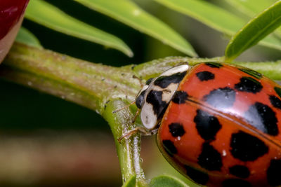 Close-up of ladybug on plant