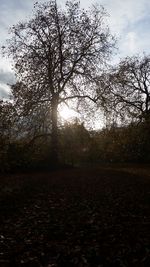 Trees on field against sky during autumn